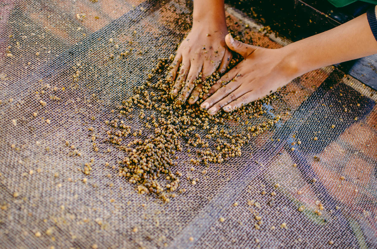 Pepper Harvest Starling Farm Rubbing The White Pepper To Remove Flesh